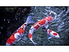 Pets & Livestock / Aquarium Fish / Goldfish / Koi