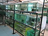 Pets & Livestock / Aquarium Fish / Goldfish / Koi