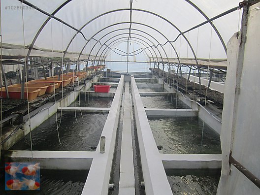 Pets & Livestock / Aquarium Fish / Goldfish / Koi