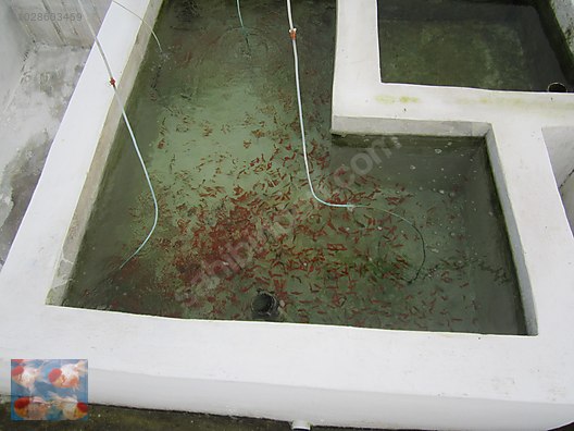 Pets & Livestock / Aquarium Fish / Goldfish / Koi