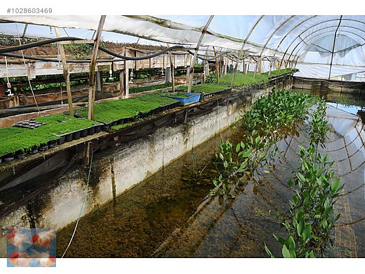 Pets & Livestock / Aquarium Fish / Goldfish / Koi