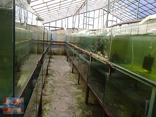 Pets & Livestock / Aquarium Fish / Goldfish / Koi