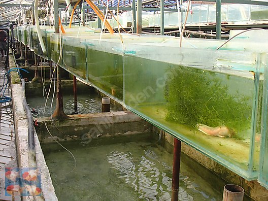 Pets & Livestock / Aquarium Fish / Goldfish / Koi