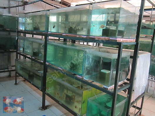 Pets & Livestock / Aquarium Fish / Goldfish / Koi