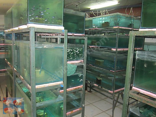 Pets & Livestock / Aquarium Fish / Goldfish / Koi