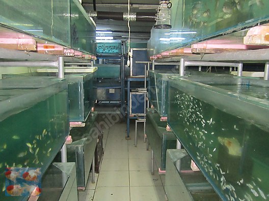 Pets & Livestock / Aquarium Fish / Goldfish / Koi