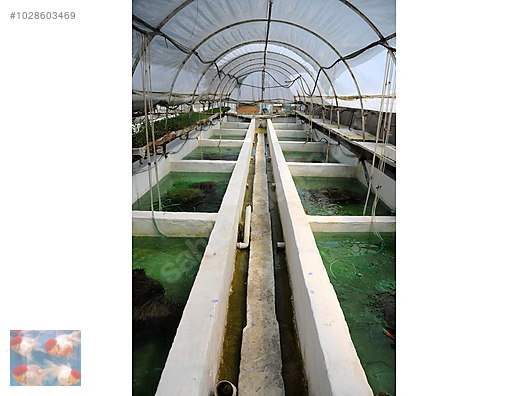 Pets & Livestock / Aquarium Fish / Goldfish / Koi