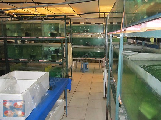 Pets & Livestock / Aquarium Fish / Goldfish / Koi