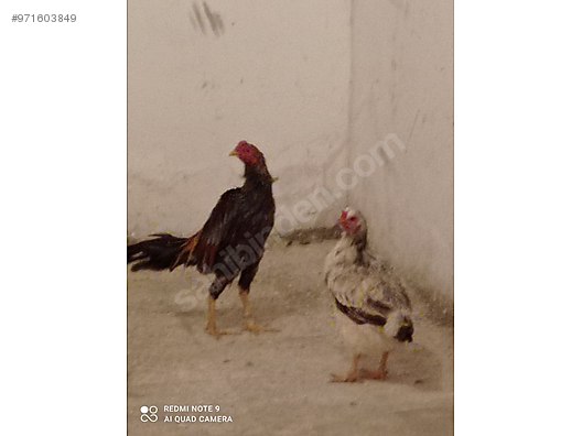 Horoz Satilik Bir Hint Tavugu Ve Bir Hint Horozu Sahibinden Comda 971603849 Horoz Satilik Bir Hint Tavugu Ve Bir Hint Horozu Sahibinden Comda 971603849
