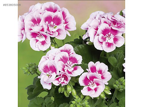 Sicak Pembe Sarkan Sakiz Sardunya Fidesi Sicaga Dayanikli 7 90 Tl