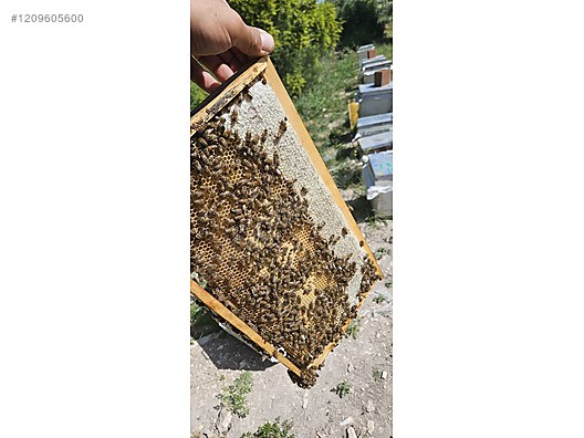 Hayvanlar Alemi / Böcekler / Arı