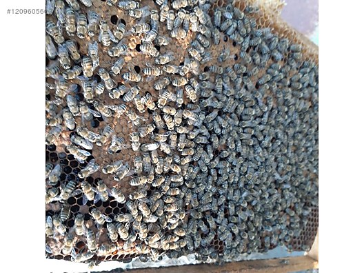 Hayvanlar Alemi / Böcekler / Arı