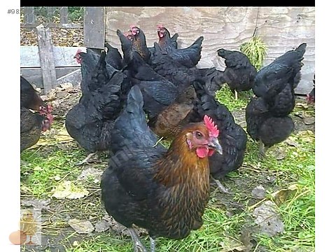 tavuk klavuzda asili ataks tavuk yumurta tavugu sahibinden comda 982607603 tavuk klavuzda asili ataks tavuk yumurta tavugu sahibinden comda 982607603
