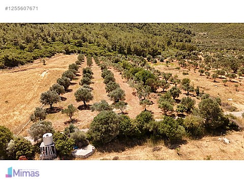 URLA BARBAROS KÖYÜNDE ZEYTİNLİK