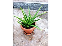 Aloe Vera Cicegi Hepsiburada