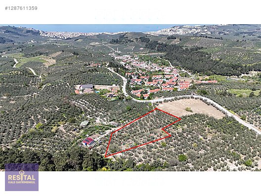 BURSA / MUDANYA / AYDINPINAR 5195 M2 SATILIK ZEYTİNLİK