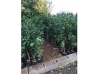 3 yaşında Volkamaria limon fidanı