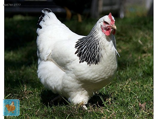 Tavuk Sussex Asilari Tam Ve Adrese Teslim Ucretsiz Kapida Odeme Sahibinden Comda 967612777 Tavuk Sussex Asilari Tam Ve Adrese Teslim Ucretsiz Kapida Odeme Sahibinden Comda 967612777