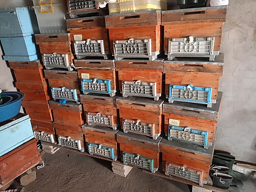 Hayvanlar Alemi / Aksesuarlar / Böcekler / Kovan & Yuva