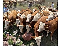 KARS HAYVAN PAZARINDAN KÖYLERİNDEN HAYVAN TEMİNİ 05550152536 #1282613364