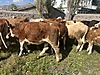 Pets & Livestock / Large Livestock / Bulls