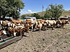 Pets & Livestock / Large Livestock / Bulls