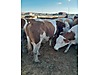 Pets & Livestock / Large Livestock / Bulls