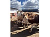 Pets & Livestock / Large Livestock / Bulls