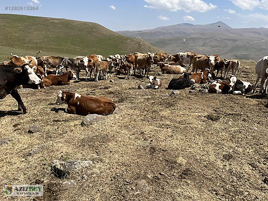 Pets & Livestock / Large Livestock / Bulls