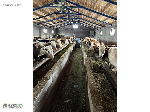 Pets & Livestock / Large Livestock / Bulls