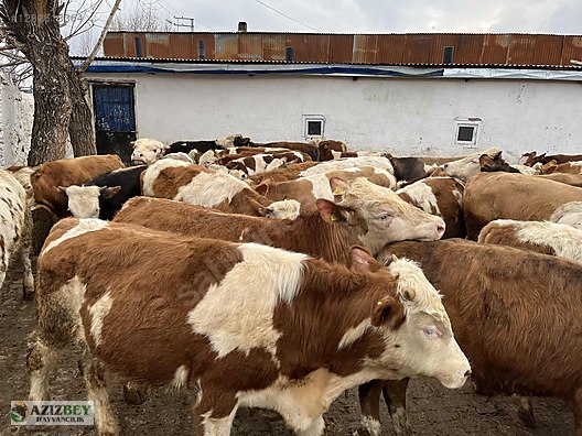 Pets & Livestock / Large Livestock / Bulls