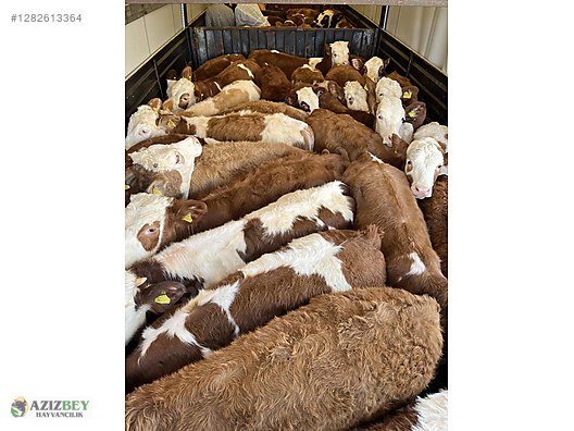 Pets & Livestock / Large Livestock / Bulls