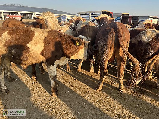 Pets & Livestock / Large Livestock / Bulls