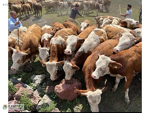 Pets & Livestock / Large Livestock / Bulls