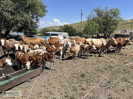 Pets & Livestock / Large Livestock / Bulls