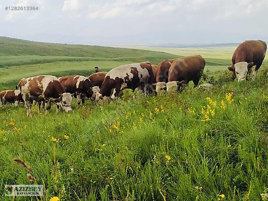 Pets & Livestock / Large Livestock / Bulls