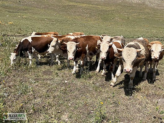 Pets & Livestock / Large Livestock / Bulls