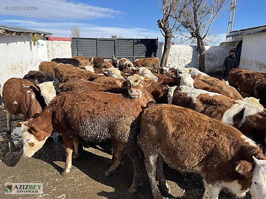 Pets & Livestock / Large Livestock / Bulls