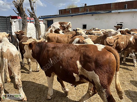 Pets & Livestock / Large Livestock / Bulls