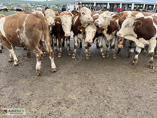 Pets & Livestock / Large Livestock / Bulls