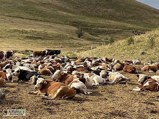 Pets & Livestock / Large Livestock / Bulls