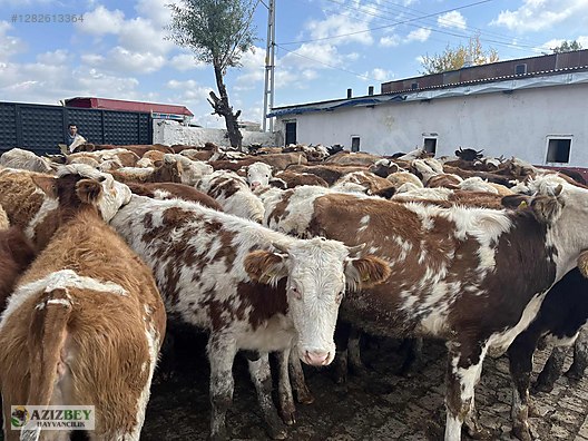 Pets & Livestock / Large Livestock / Bulls