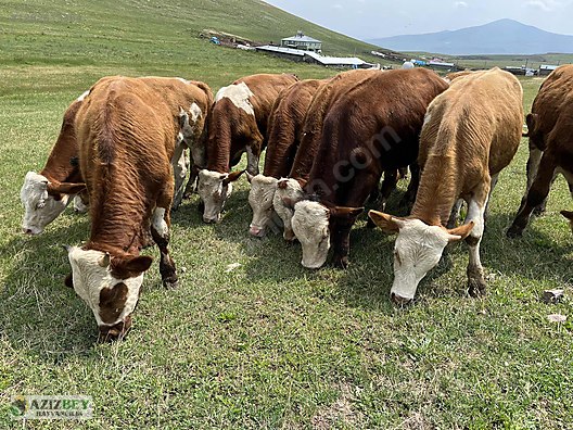 Pets & Livestock / Large Livestock / Bulls