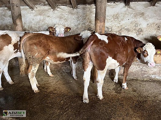 Pets & Livestock / Large Livestock / Bulls