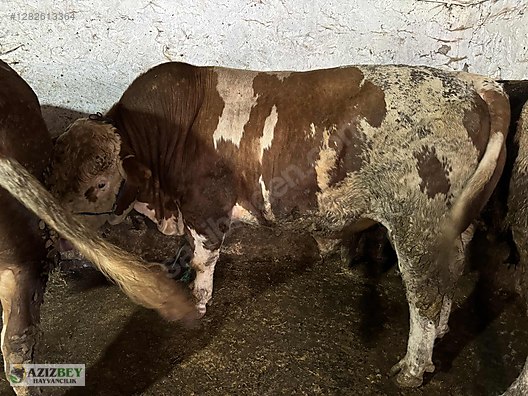 Pets & Livestock / Large Livestock / Bulls