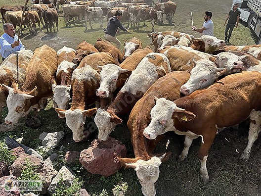 Pets & Livestock / Large Livestock / Bulls