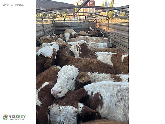 Pets & Livestock / Large Livestock / Bulls