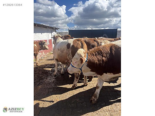 Pets & Livestock / Large Livestock / Bulls