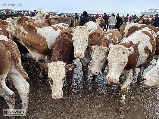 Pets & Livestock / Large Livestock / Bulls