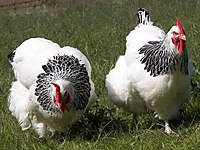 efeler satilik tavuk cinsleri ve fiyatlari sahibinden com da efeler satilik tavuk cinsleri ve fiyatlari sahibinden com da